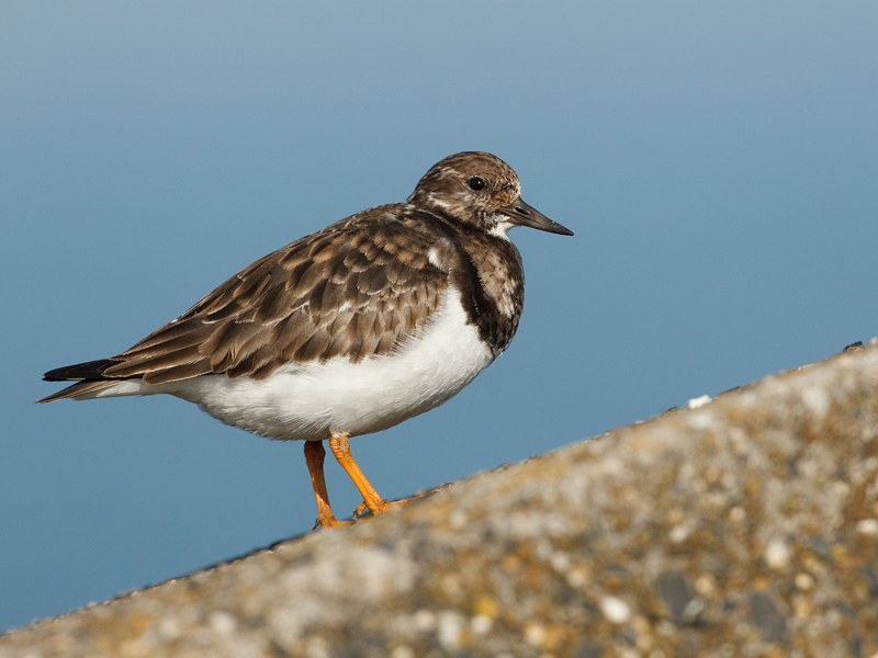 Arenaria interpres Turnstone Steenloper